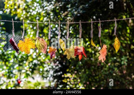 Deutschland, Bayern, Landshut, unterschiedlich farbige Blätter im Herbst auf der Wäscheleine hängen Stockfoto