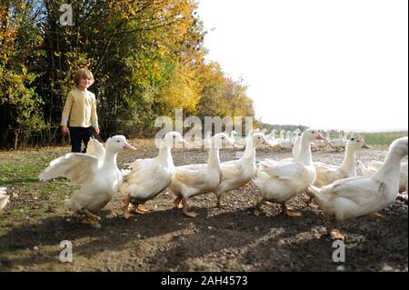 Junge mit inländischen Enten auf Wiese Stockfoto