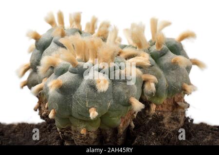 Alte, seltene und drei großen Lophophora Williamsii, Peyote, mit Haarbüscheln whool in der Nähe der Leitung Stockfoto