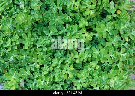 Lindleyi Aeonium Pflanzen. Sukkulenten Pflanzen im Innenhof. Sukkulente Pflanze für Landschaftsgestaltung. Grün Muster. Stockfoto