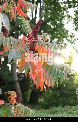 Deutschland, Sachsen, Zweig der staghorn Sumac (Rhus typhina) im Herbst Stockfoto