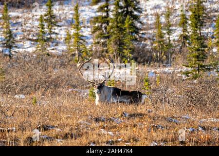 Ein männlicher Caribou Rentier ruht auf einem Schnee bestäubt Hang im Denali National Park, McKinley Park, Alaska. Stockfoto