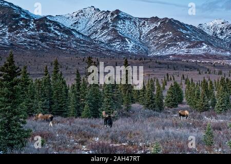 Ein Stier Alaska Elch mit potenziellen weiblichen Gehilfen im Herbst Furche im Denali National Park, McKinley Park, Alaska. Stockfoto