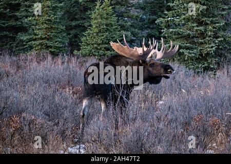 Ein Stier Alaska Elch ruft für eine weibliche im Herbst Furche im Denali National Park, McKinley Park, Alaska. Stockfoto