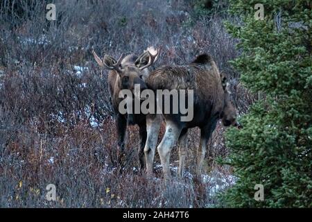 Ein Stier Alaska moose Ansätze einer weiblichen im Herbst Furche im Denali National Park, McKinley Park, Alaska. Stockfoto