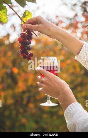 Ein Glas Rotwein in eine weibliche Hand in das Sonnenlicht im Garten neben einer Weintraube. Stockfoto