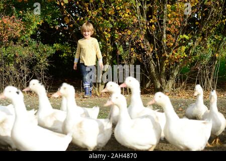 Junge mit inländischen Enten auf Wiese Stockfoto