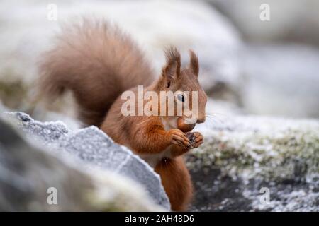 Portrait von Eichhörnchen mit Haselnuss im Winter Stockfoto