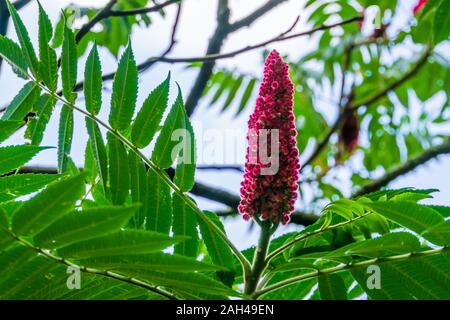 Nahaufnahme eines Staghorn sumac mit blühenden Blumen, tropischen Cashew Anlage specie aus Amerika Stockfoto