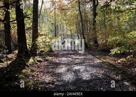 Zwei Frauen gehen durch Blean Woods im Herbst in der Nähe von Canterbury, Kent, England. Stockfoto