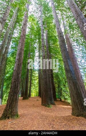 Neuseeland, Ozeanien, North Island, Rotorua, Hamurana Federn Nature Reserve, Redwood Forest (Sequoioideae) Stockfoto