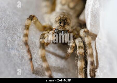 Deutschland, Bayern, Geretsried, Portrait von wolf spider (Arctosa maculata) Gerade bei Camera suchen Stockfoto