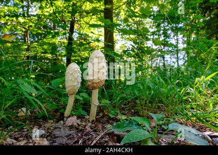 Deutschland, Bayern, Oberau, Shaggy ink Kappen (Coprinus comatus) wachsen im Wald Stockfoto