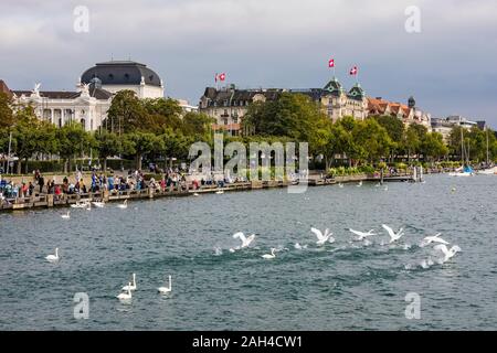 Schweiz, Kanton Zürich, Zürich, Herde von stummen Schwäne schwimmen im Zürichsee Stockfoto