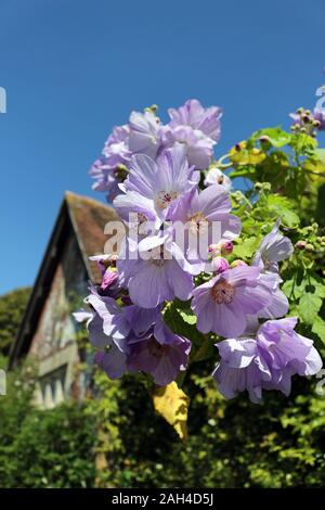 Schönen Lila blühender Strauch in einem Garten Stockfoto