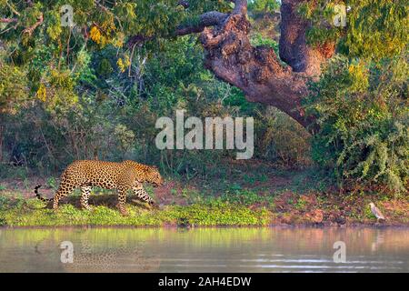 Asian Leopard bekannt als Panthera pardus kotiya in Lateinamerika, in Yala, Sri Lanka Stockfoto