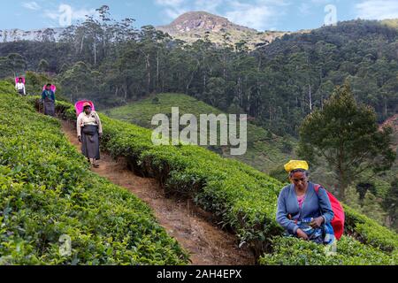 Der dortigen Frauen in die Teeplantagen, in Nuwara Eliya, Sri Lanka Stockfoto