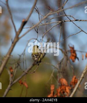 Green-Backed weniger Goldfinch ruht auf Ast Stockfoto