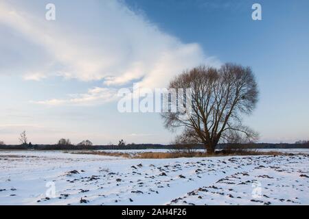 Ein Baum auf einer verschneiten Wiese Stockfoto