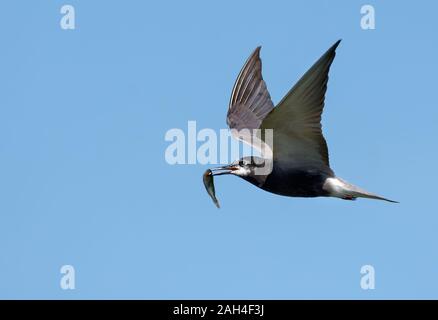 Nach Schwarz tern (Chlidonias niger) fliegt schnell im blauen Himmel Holding kleiner Fisch im Schnabel für Kinder im Nest Stockfoto