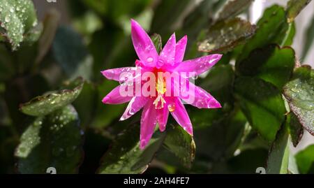 In der Nähe des hellen rosa Zygocactus Blume auch bekannt als Weihnachten und Thanksgiving Kaktus Kaktus Stockfoto