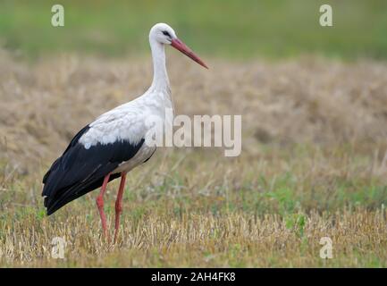 Nach Weißstorch full body auf Gemähten Feld im Sommer Tag posing Stockfoto