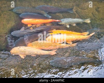 Karpfen schwimmen in einem der vielen Kanäle in der kleinen, traditionellen Stadt Hida Furukawa in Japan. Stockfoto