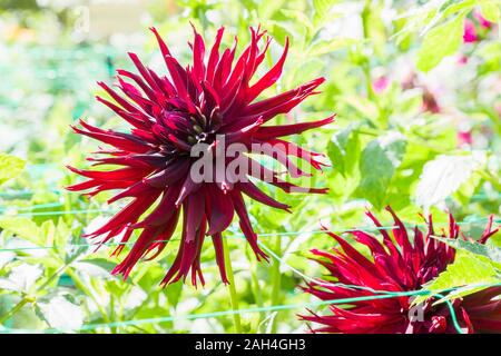 Dahlie schwarze Narzisse Blüte im September in Großbritannien Stockfoto