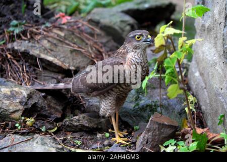 Nahaufnahme eines Sparrow Hawk, der auf dem felsigen Boden in Carmarthenshire, Wales, Großbritannien, STEHT, KATHY DEWITT Stockfoto