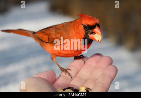 Wilder Mann nördlichen Kardinal mit roten Federn auf Fingerspitzen der Mann mit Erdnuss in einer verschneiten Toronto Wald im Winter Stockfoto