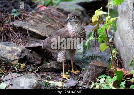 Closeup Boden Ansicht einer Sperber in Carmarthenshire, Wales UK KATHY DEWITT Stockfoto