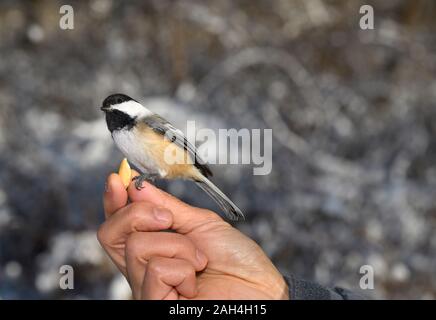 Bold wilden schwarzen capped chickadee an Hand des Menschen mit Erdnuss in einem Toronto Wald im Winter Stockfoto