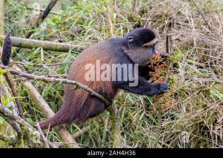 Golden Monkey thront im Bambuswald von Volcanoes Nationalpark in Ruanda Stockfoto