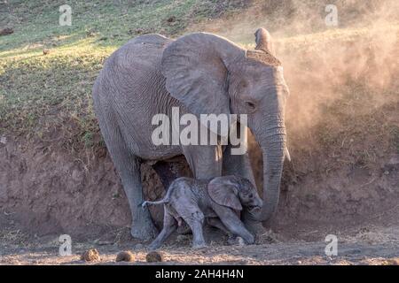 Junge Mutter Elefant stehend über Neugeborene Kalb Stockfoto