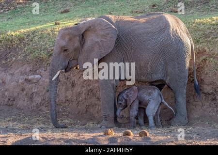 Junge Mutter Elefant stehend über Neugeborene Kalb Stockfoto