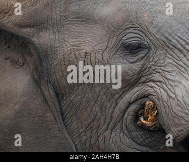 Porträt des Elefanten für Augen und Gesicht während ich einen Baum in Südafrika Stockfoto