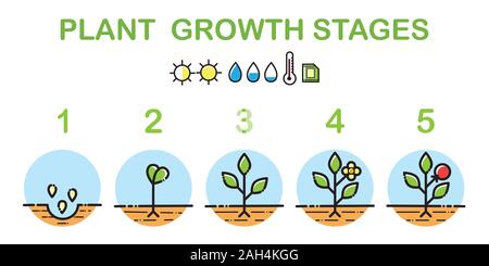 Das Wachstum von Pflanzen Stadien Infografiken. Line Art Symbole. Bepflanzung Anweisung Vorlage. Linearen Abbildung auf weißen isoliert. Pflanzen Früchte verarbeiten. Stock Vektor