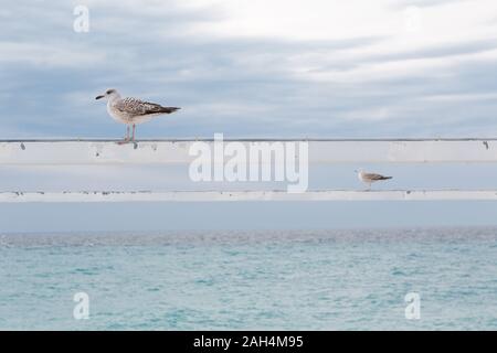 Zwei Möwen sitzen auf Pole Hintergrund von Himmel und Meer Stockfoto