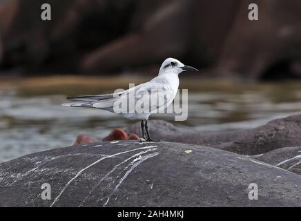 Gull-billed Tern (Gelochelidon nilotica Nilotica) Erwachsenen in Ruhe auf der Rückseite des Nilpferdes Murchison Falls Nationalpark, Uganda November Stockfoto