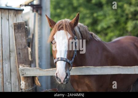 Pferd hannoveraner Rot Braun mit weißen Streifen Linie Stockfoto