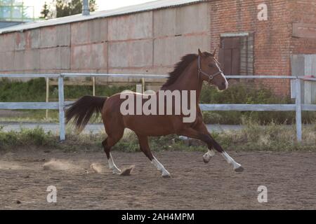 Pferd hannoveraner Rot Braun mit weißen Streifen Linie Stockfoto