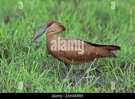 Hamerkop (Scopus umbretta umbretta) Erwachsenen stehen in feuchten Wiesen Lake Victoria, Uganda November Stockfoto