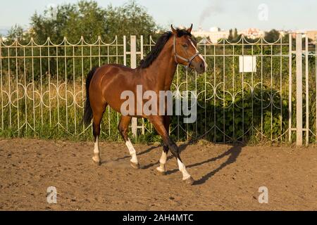 Pferd hannoveraner Rot Braun mit weißen Streifen Linie Stockfoto