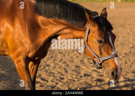 Pferd hannoveraner Rot Braun mit weißen Streifen Linie Stockfoto