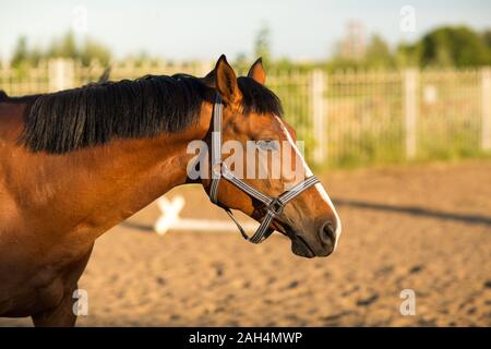 Pferd hannoveraner Rot Braun mit weißen Streifen Linie Stockfoto