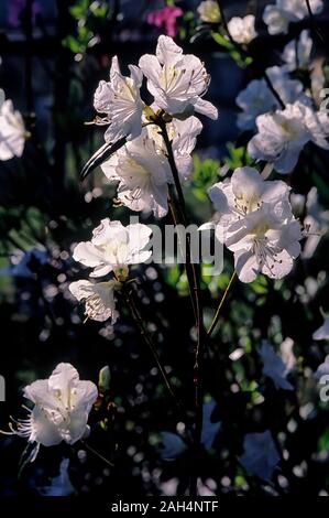 Rhododendron cv. White Lady, Ericaceae, Immergrüne Azaleen, Kaempferi, immergrüne shurbs, Japanische Azalee, weiße Blumen. Stockfoto