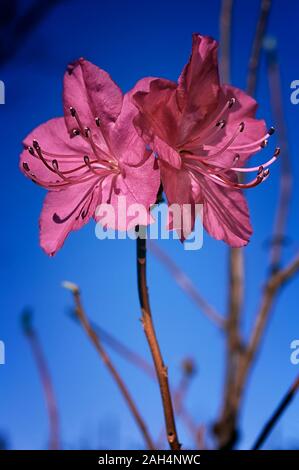 Rhododendron mucronulatum, Ericaceae, blätterverlierenden Azalee, Shurbs, Blume rosa lila. Stockfoto