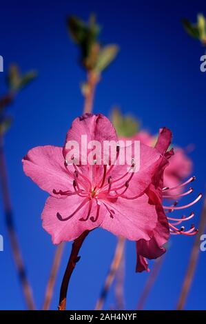 Rhododendron mucronulatum, Ericaceae, blätterverlierenden Azalee, Shurbs, Blume rosa lila. Stockfoto