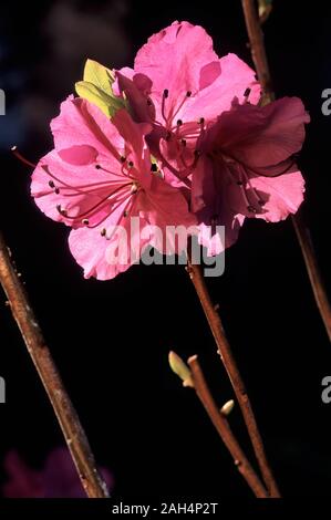 Rhododendron mucronulatum, Ericaceae, blätterverlierenden Azalee, Shurbs, Blume rosa lila. Stockfoto