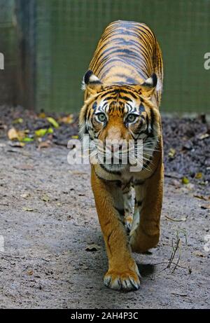 MELBOURNE, AUSTRALIEN - 14 May 2019 - Ansicht der Sumatra-tiger in Gefangenschaft am Melbourne Zoo. Stockfoto